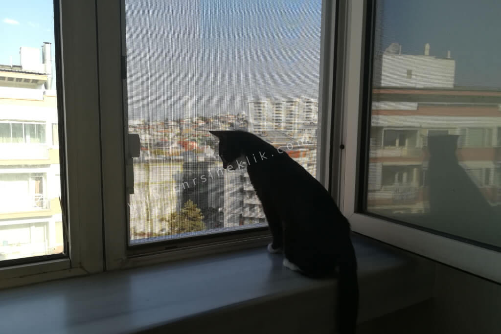 kendi sineklik