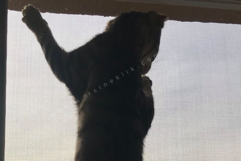 kedi sineklik